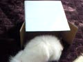 box in pome 2