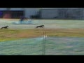 Lure coursing 